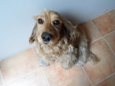 Paseador de Perros Profesional