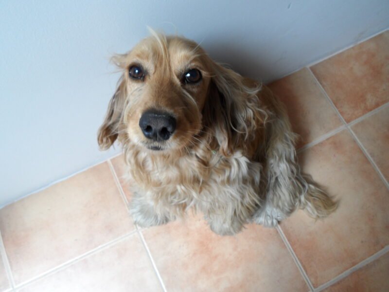 Paseador de Perros Profesional